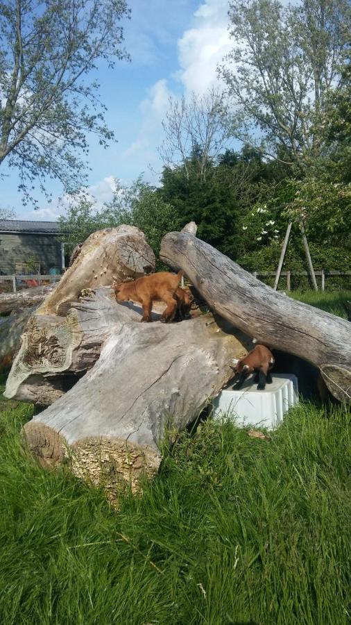 Boerenskuur De Bedstee Groen Assendelft Dış mekan fotoğraf